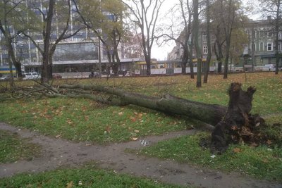 За два дні вітер в Одесі повалив майже 20 дерев та великих гілок За два дні вітер в Одесі повалив майже 20 дерев та великих гілок