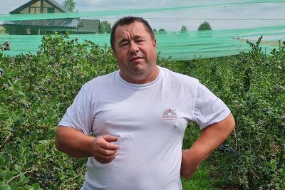 Дві тисячі кущів лохини вдома: родина фермера з Житомирщини на 50 сотках вирощує лохину різних сортів Дві тисячі кущів лохини вдома: родина фермера з Житомирщини на 50 сотках вирощує лохину різних сортів