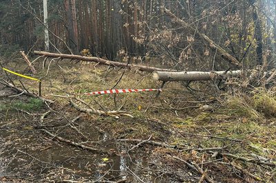 Негода у Харкові та області. У різних районах впало понад 100 дерев, частково знеструмлений 21 населений пункт Негода у Харкові та області. У різних районах впало понад 100 дерев, частково знеструмлений 21 населений пункт