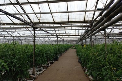 Овочевий комбінат у Станишівці на Житомирщині використовує сонячну енергію: скільки зекономили Овочевий комбінат у Станишівці на Житомирщині використовує сонячну енергію: скільки зекономили