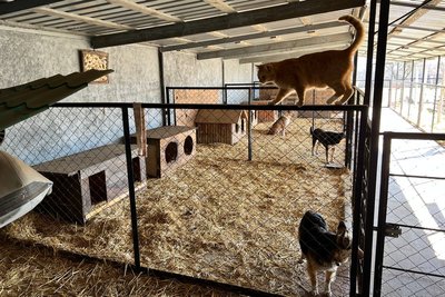 Власниця притулку на Миколаївщині розповіла як рятувала тварин від російських обстрілів Власниця притулку на Миколаївщині розповіла як рятувала тварин від російських обстрілів