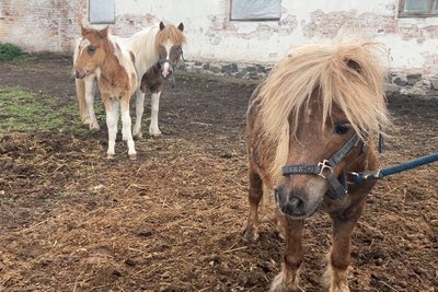 "Коні заспокоюють, вони хороші": на Рівненщині шукають волонтерів у шелтер для евакуйованих тварин "Коні заспокоюють, вони хороші": на Рівненщині шукають волонтерів у шелтер для евакуйованих тварин