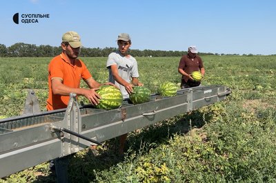 На Одещині зібрали врожай з органічних кавунів, персиків та соняшнику На Одещині зібрали врожай з органічних кавунів, персиків та соняшнику