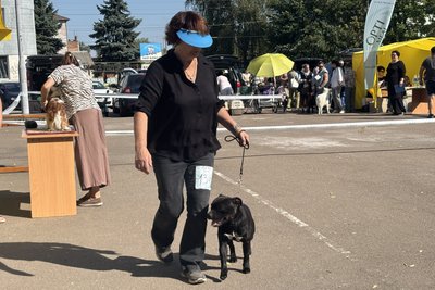 На Житомирщині відбулася всеукраїнська виставка собак: представили більше 60 порід собак На Житомирщині відбулася всеукраїнська виставка собак: представили більше 60 порід собак