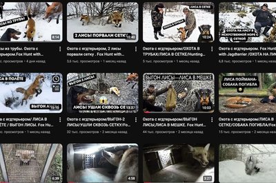 YouTube-канал чоловіка, якого засудили за жорстоке поводження із тваринами на Харківщині YouTube-канал чоловіка, якого засудили за жорстоке поводження із тваринами на Харківщині