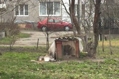В місті на Житомирщині безпритульний собака покусав жінку: що відомо В місті на Житомирщині безпритульний собака покусав жінку: що відомо