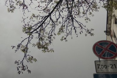 Цвітіння гіркокаштана