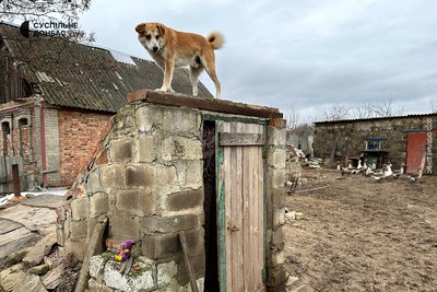 Собака у прифронтовому селі на Донеччині Собака у прифронтовому селі на Донеччині