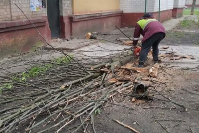 Через пориви вітру у Харкові впало дерево біля будинку Через пориви вітру у Харкові впало дерево біля будинку
