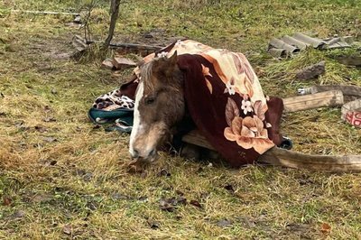 На Житомирщині рятувальники витягнули коня з триметрового колодязя На Житомирщині рятувальники витягнули коня з триметрового колодязя