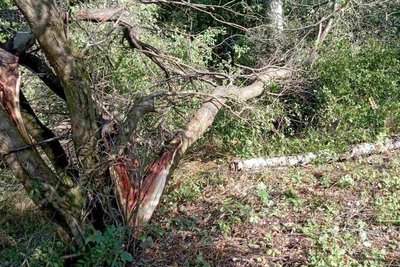 Зірвані дахи, повалені дерева та вулиці без світла: наслідки негоди в Очиткові на Вінниччині Зірвані дахи, повалені дерева та вулиці без світла: наслідки негоди в Очиткові на Вінниччині