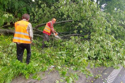 повалені дерева, наслідки негоди