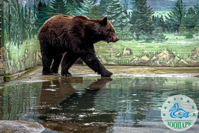 В Одеському зоопарку прокинулися ведмеді