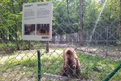 Бахмут знайшов собі пару: історія ведмедя з Донеччини, що живе після порятунку з-під обстрілів у притулку на Львівщині