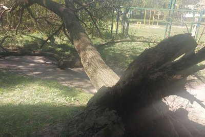 Повалені дерева, покрівлі та електролінії: у Луцьку комунальники ліквідовують наслідки негоди Повалені дерева, покрівлі та електролінії: у Луцьку комунальники ліквідовують наслідки негоди