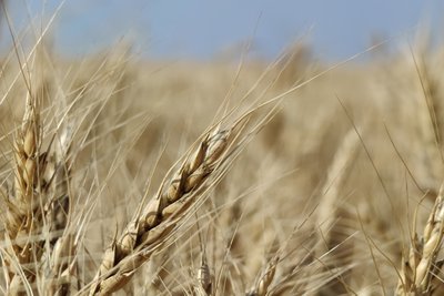Посуха та морози у 2025 році: яким для миколаївських аграріїв був цей рік Посуха та морози у 2025 році: яким для миколаївських аграріїв був цей рік