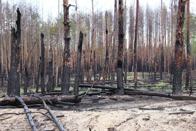 Ліс поблизу Оскільського водосховища Ліс поблизу Оскільського водосховища