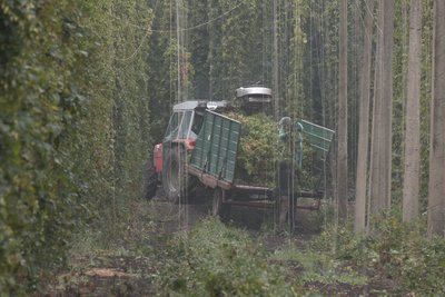 Як вирощують, збирають та переробляють хміль на Житомирщині Як вирощують, збирають та переробляють хміль на Житомирщині
