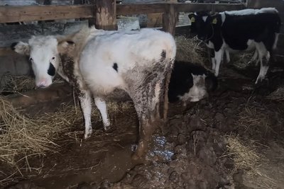 Ситуація на держпідприємстві "Рихальське" на Житомирщині: місцеві жителі розповіли, що тварини продовжують голодувати Ситуація на держпідприємстві "Рихальське" на Житомирщині: місцеві жителі розповіли, що тварини продовжують голодувати