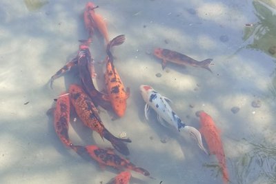 В Одеському зоопарку після зимування у воду випустили коропів Коі