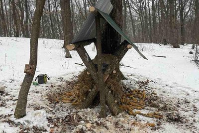 Годівниця, ліс