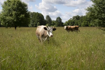 Поголів’я корів на Сумщині скоротилося на 4%: які причини Поголів’я корів на Сумщині скоротилося на 4%: які причини