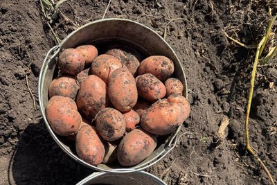 На Вінниччині фермери збирають картоплю: як урожайність і ціни змінилися цьогоріч На Вінниччині фермери збирають картоплю: як урожайність і ціни змінилися цьогоріч