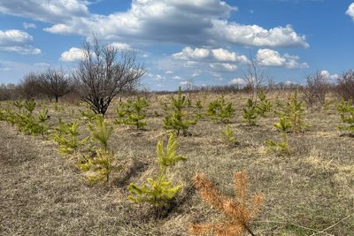 висадка лісу харківщина висадка лісу харківщина