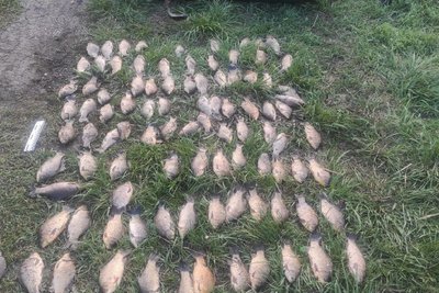 Риба, вилучена в селі Шевченковому Берестинського району Риба, вилучена в селі Шевченковому Берестинського району