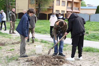 Саджанці виростили з жолудів із трьох 800-літніх дубів Саджанці виростили з жолудів із трьох 800-літніх дубів