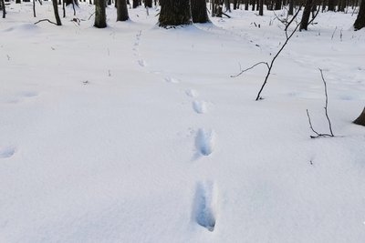 Підгодівля диких тварин з настанням холодів на Житомирщині: чим годують лісових звірів Підгодівля диких тварин з настанням холодів на Житомирщині: чим годують лісових звірів