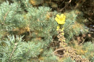 Маслюки, моховики та білі: фотопрогулянка лісом у Мартинівці на Рівненщині Маслюки, моховики та білі: фотопрогулянка лісом у Мартинівці на Рівненщині