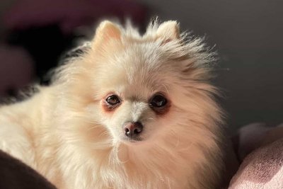 Сіль, мороз і скло під снігом: чим узимку небезпечні прогулянки для лапок тварин Сіль, мороз і скло під снігом: чим узимку небезпечні прогулянки для лапок тварин