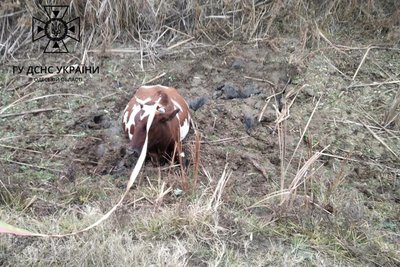 В Одеській області працівники ДСНС врятували з болота корову