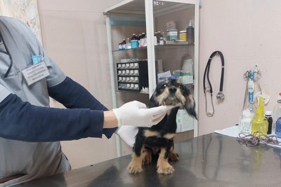 Киянка била цуценя та поїла його горілкою: тварину вилучила поліція Киянка била цуценя та поїла його горілкою: тварину вилучила поліція