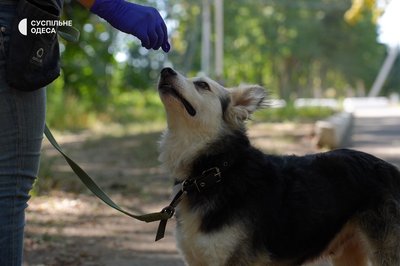 Як доглядають в Одесі врятованих після підриву Каховської ГЕС собак Як доглядають в Одесі врятованих після підриву Каховської ГЕС собак