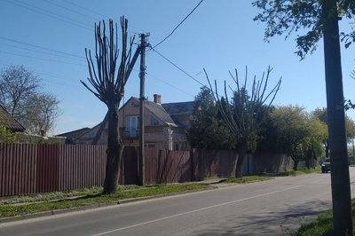 Кронування дерев у Луцьку: що кажуть фахівці, влада і жителі міста