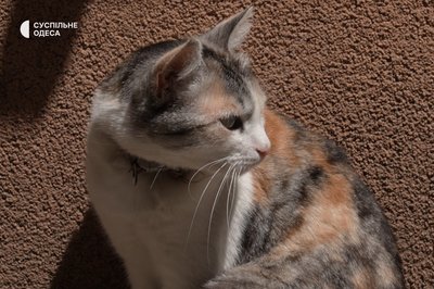 “П’є каву разом з відвідувачами”: історії котиків, які живуть на Новому ринку “П’є каву разом з відвідувачами”: історії котиків, які живуть на Новому ринку