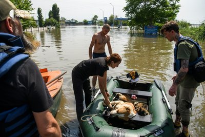 Зооволонтери рятують тварин у підтоплених районах Херсона, 7 червня 2023 року