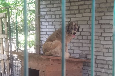 У притулку на Львівщині майже 200 собак-переселенців очікують на нових господарів У притулку на Львівщині майже 200 собак-переселенців очікують на нових господарів