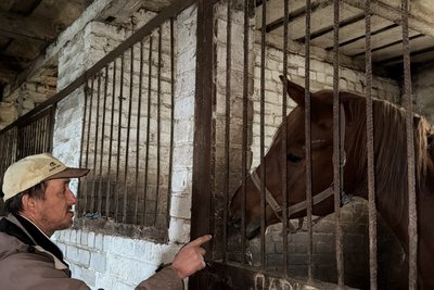 На Роменщині чоловік береже тракененську породу коней, якій майже 300 років На Роменщині чоловік береже тракененську породу коней, якій майже 300 років