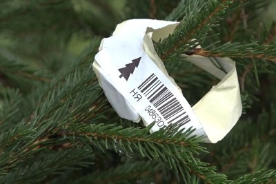 Ялинкові базари у Житомирі — скільки коштують хвойні дерева та різдвяні композиції Ялинкові базари у Житомирі — скільки коштують хвойні дерева та різдвяні композиції