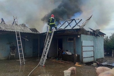 Під час пожежі у приватній стайні на Житомирщині врятували 30 кроликів Під час пожежі у приватній стайні на Житомирщині врятували 30 кроликів