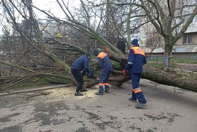 В Одесі через сильний вітер за день впало близько 50 дерев та великих гілок В Одесі через сильний вітер за день впало близько 50 дерев та великих гілок