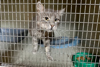 З Донеччини через наближення фронту та обстріли евакуюють притулок для тварин: що відомо та яка допомога потрібна З Донеччини через наближення фронту та обстріли евакуюють притулок для тварин: що відомо та яка допомога потрібна