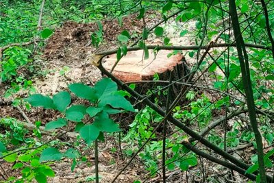 Вирубані дерева в лісі на Харківщині Вирубані дерева в лісі на Харківщині