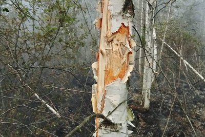 У лісах Житомирщини спалахнули пожежі внаслідок російських атак та падіння дронів: що відомо У лісах Житомирщини спалахнули пожежі внаслідок російських атак та падіння дронів: що відомо