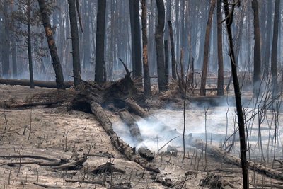 "Найбільш масштабна пожежа від початку повномасштабного вторгнення", — директор парка "Святі гори" "Найбільш масштабна пожежа від початку повномасштабного вторгнення", — директор парка "Святі гори"