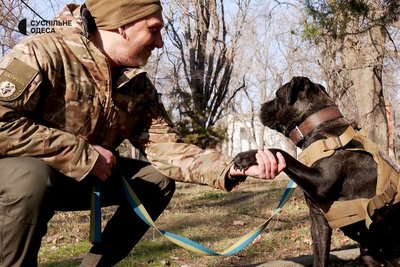 Знайшла загиблу дитину та заплакала: історія собаки Тари, яка шукала тіла під завалами після російської атаки по Одесі Знайшла загиблу дитину та заплакала: історія собаки Тари, яка шукала тіла під завалами після російської атаки по Одесі