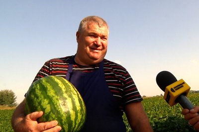 "Талісман" та "Бомбейро" та "Ананасна": поблизу Житомира місцевий фермер на власному полі вирощує кавуни та дині "Талісман" та "Бомбейро" та "Ананасна": поблизу Житомира місцевий фермер на власному полі вирощує кавуни та дині
